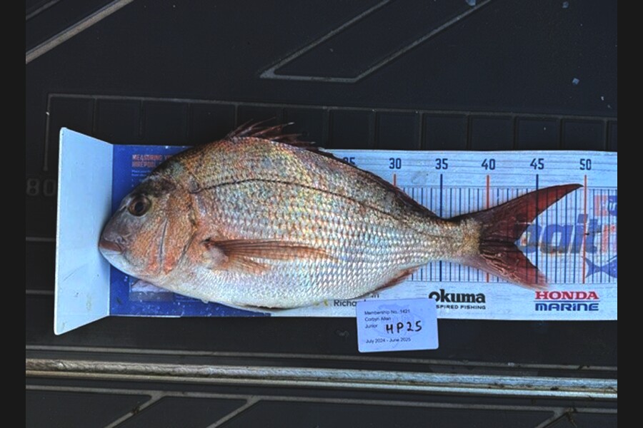 Corbyn Allan caught this 42.5cm Snapper at Wellington during The Hirepool Baitmates Fishing Comp
