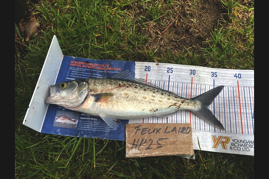 Felix Laird caught this 33.5cm Kahawai at Nelson/Marlborough during The Hirepool Baitmates Fishing Comp