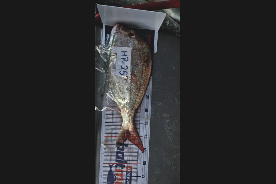 Delilah Arthur-Worsop caught this 41.0cm Snapper at Coromandel during The Hirepool Baitmates Fishing Comp