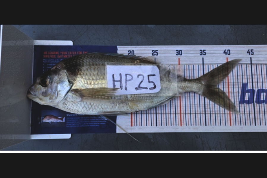 Blake Russell caught this 37.5cm Tarakihi at Manawatu during The Hirepool Baitmates Fishing Comp