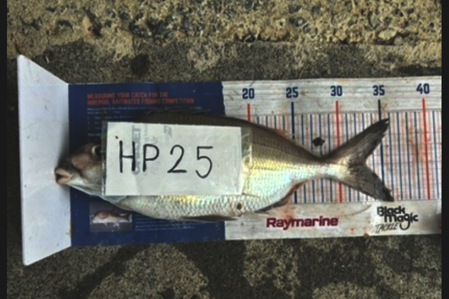Blake Russell caught this 33.0cm Tarakihi at Manawatu during The Hirepool Baitmates Fishing Comp