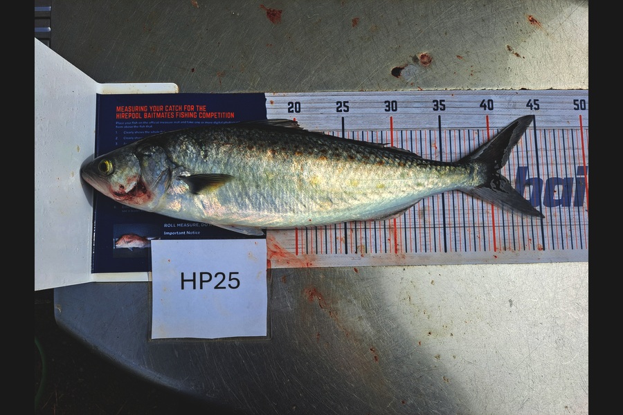 Braxdyn Ray caught this 40.5cm Kahawai at Nelson/Marlborough during The Hirepool Baitmates Fishing Comp