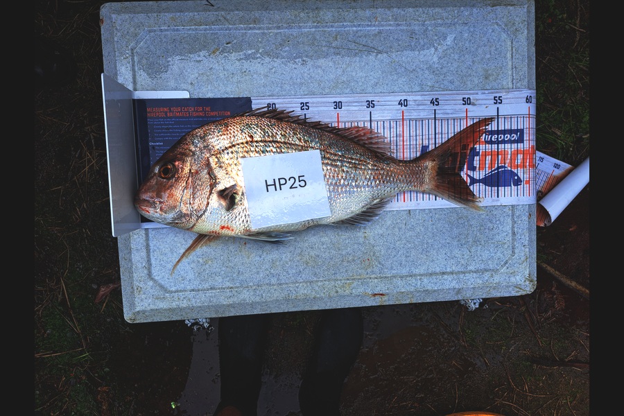 Nixin Ray caught this 48.5cm Snapper at Nelson/Marlborough during The Hirepool Baitmates Fishing Comp