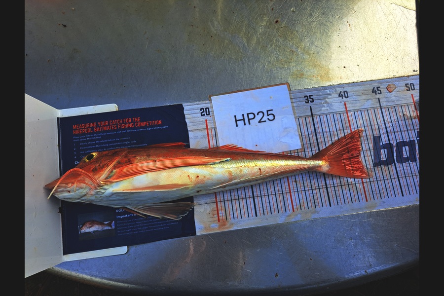 Nixin Ray caught this 40.0cm Gurnard at Nelson/Marlborough during The Hirepool Baitmates Fishing Comp