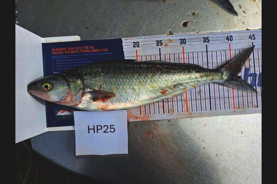 Addison Ray caught this 41.0cm Kahawai at Nelson/Marlborough during The Hirepool Baitmates Fishing Comp
