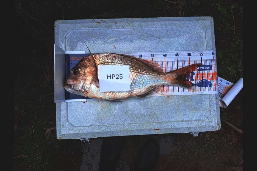 Addison Ray caught this 48.0cm Snapper at Nelson/Marlborough during The Hirepool Baitmates Fishing Comp