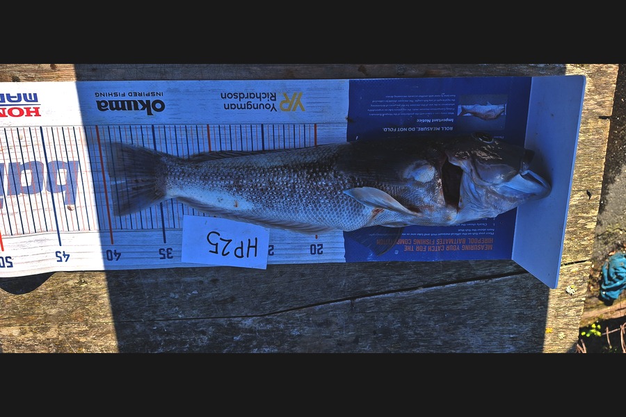 Ollie Connor caught this 39.5cm Blue Cod at Otago during The Hirepool Baitmates Fishing Comp
