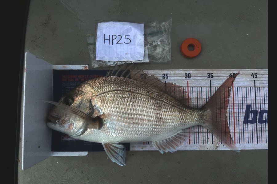 Kayden Russell caught this 38.5cm Snapper at Northland during The Hirepool Baitmates Fishing Comp
