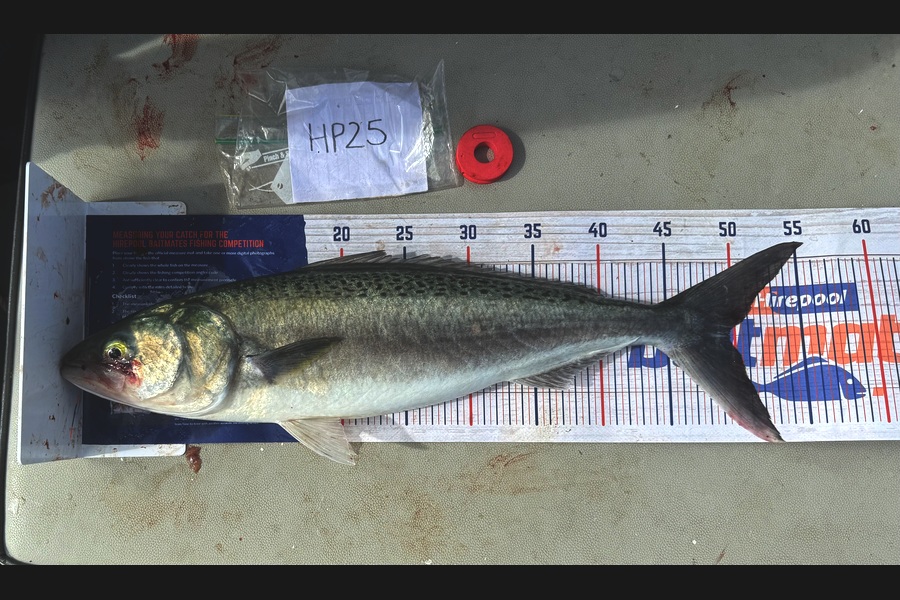 Asher Russell caught this 49.5cm Kahawai at Northland during The Hirepool Baitmates Fishing Comp