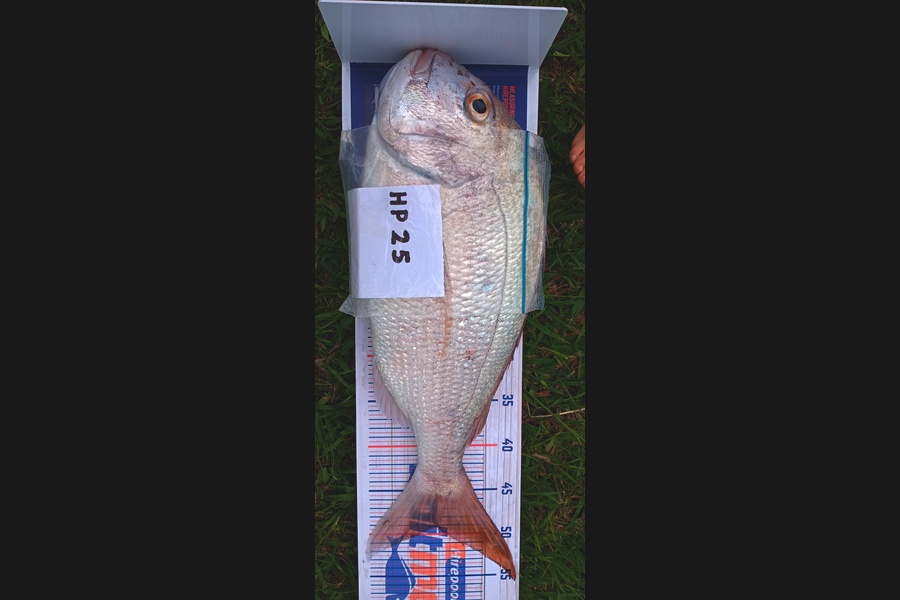 Chase Waru caught this 49.0cm Trevally at Bay of Plenty during The Hirepool Baitmates Fishing Comp