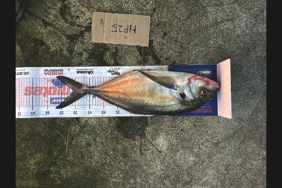 Maddison Slobbe caught this 50.0cm Trevally at Wellington during The Hirepool Baitmates Fishing Comp