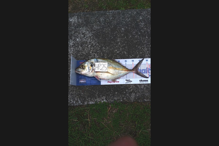 Logan Mason caught this 43.0cm Trevally at Hawkes Bay during The Hirepool Baitmates Fishing Comp