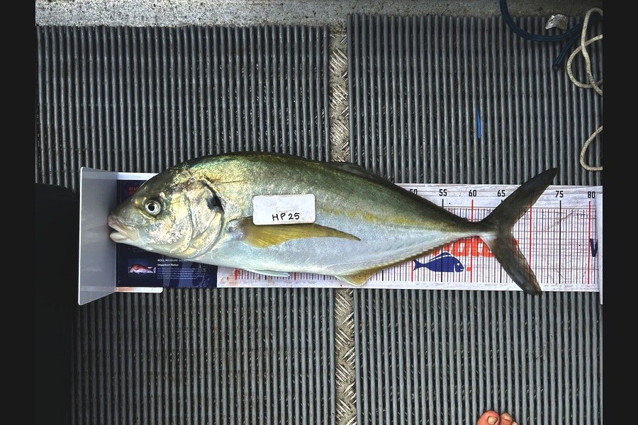Nick MacDonald caught this 66.5cm Trevally at Coromandel during The Hirepool Baitmates Fishing Comp
