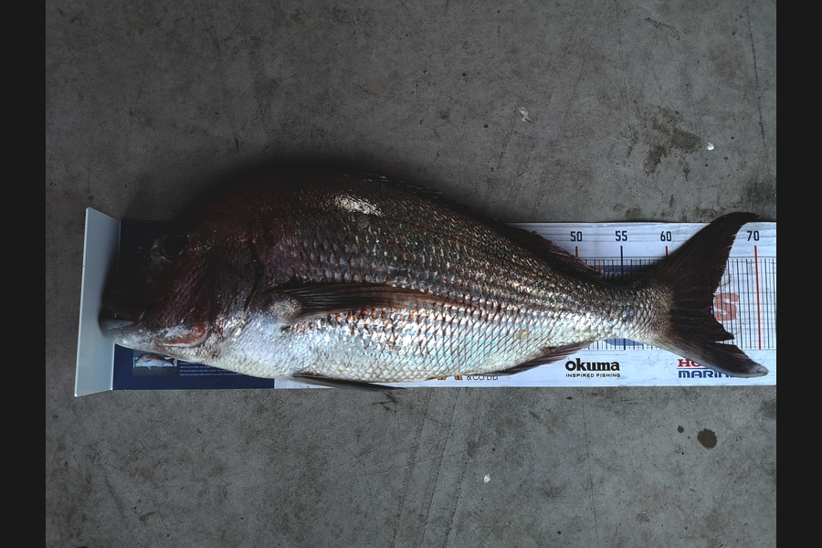 Liam Devlin caught this 64.5cm Snapper at Coromandel  during The Hirepool Baitmates Fishing Comp
