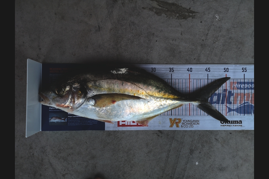 Liam Devlin caught this 45.0cm Trevally at Coromandel  during The Hirepool Baitmates Fishing Comp