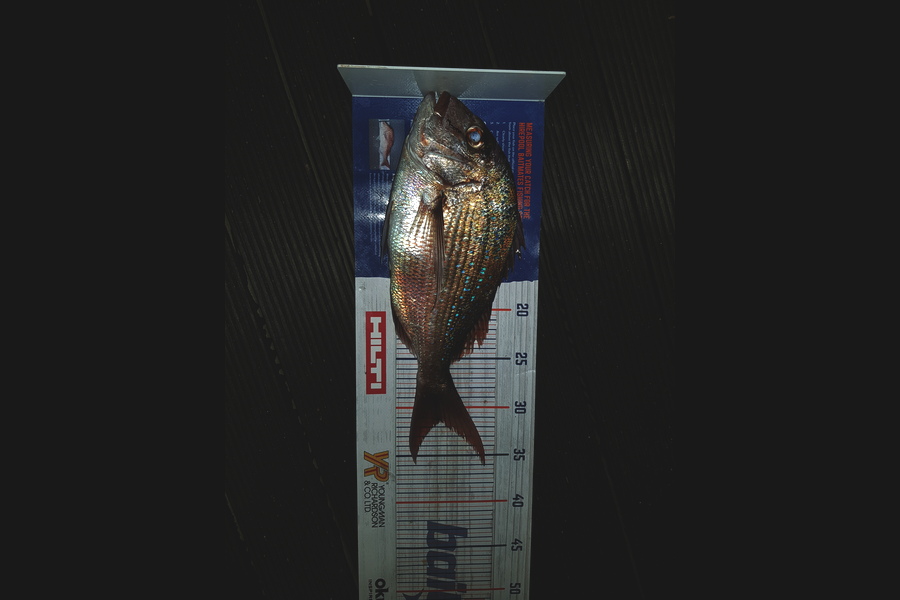 Fynn McDonough caught this 31.5cm Snapper at Whangarei during The Hirepool Baitmates Fishing Comp