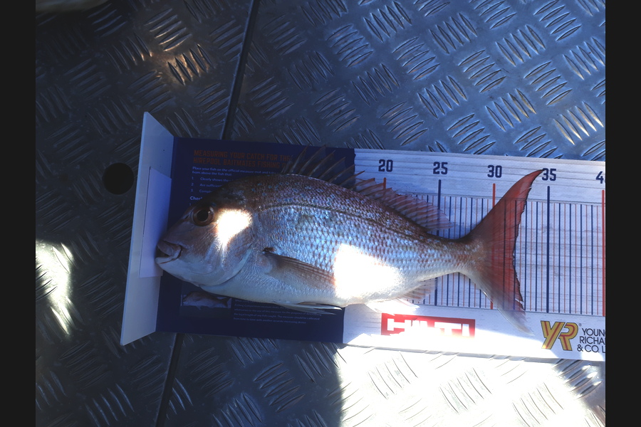 Nicole Wells-Green caught this 32.0cm Snapper at Waiheke during The Hirepool Baitmates Fishing Comp