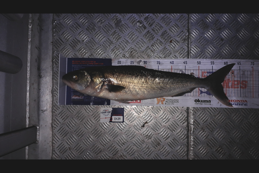 Lewis  Bristowe caught this 58.0cm Kahawai at Kaipara Harbour during The Hirepool Baitmates Fishing Comp