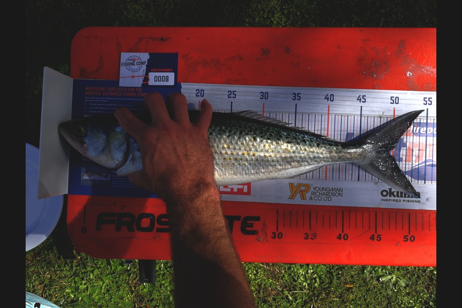 Jason Copedo caught this 49cm Kahawai at Whangarei during The Hirepool Baitmates Fishing Comp