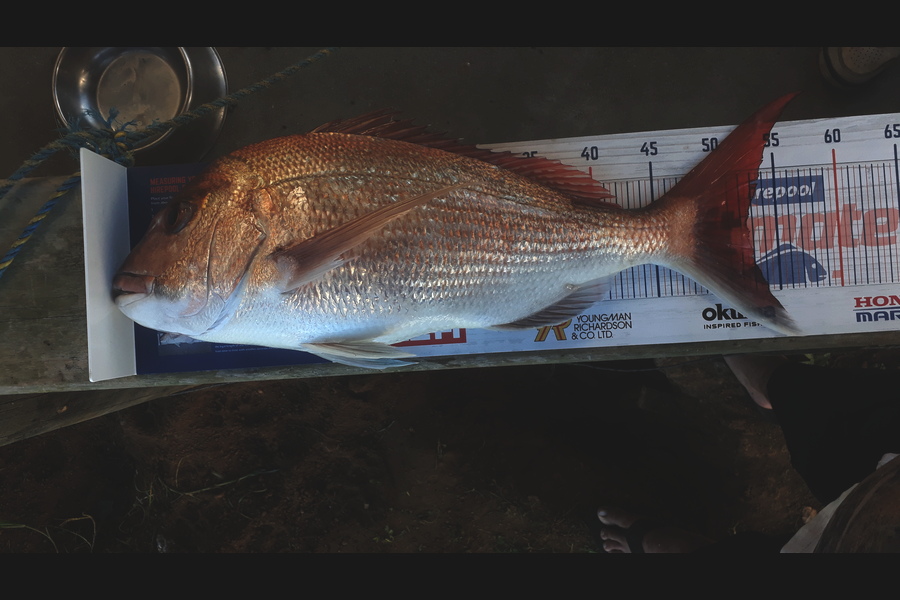 Rene Crouch caught this 52.5cm Snapper at Coromandel  during The Hirepool Baitmates Fishing Comp