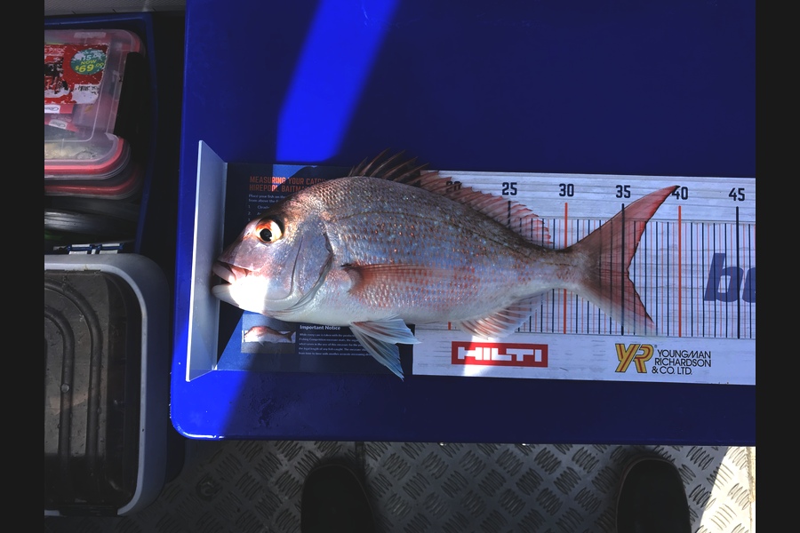 Johnathan Pearce caught this 35.5cm Snapper at Waiheke channel during The Hirepool Baitmates Fishing Comp