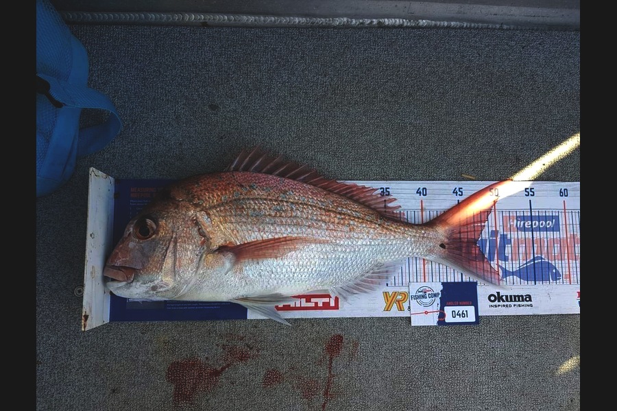Greig Morgan caught this 47.0cm Snapper at Between Kawau and little barrier during The Hirepool Baitmates Fishing Comp