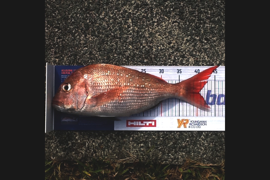 Barbara Wisnewski caught this 40.5cm Snapper at Whangarei during The Hirepool Baitmates Fishing Comp