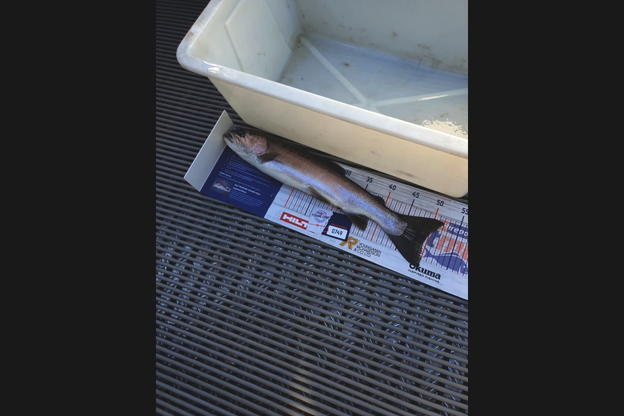 Richard Gardiner caught this 49.5cm Trout at Taupo during The Hirepool Baitmates Fishing Comp