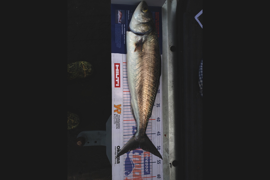 Matthew Alexander caught this 48.5cm Kahawai at Kariotahi Beach - Waikato river mouth during The Hirepool Baitmates Fishing Comp