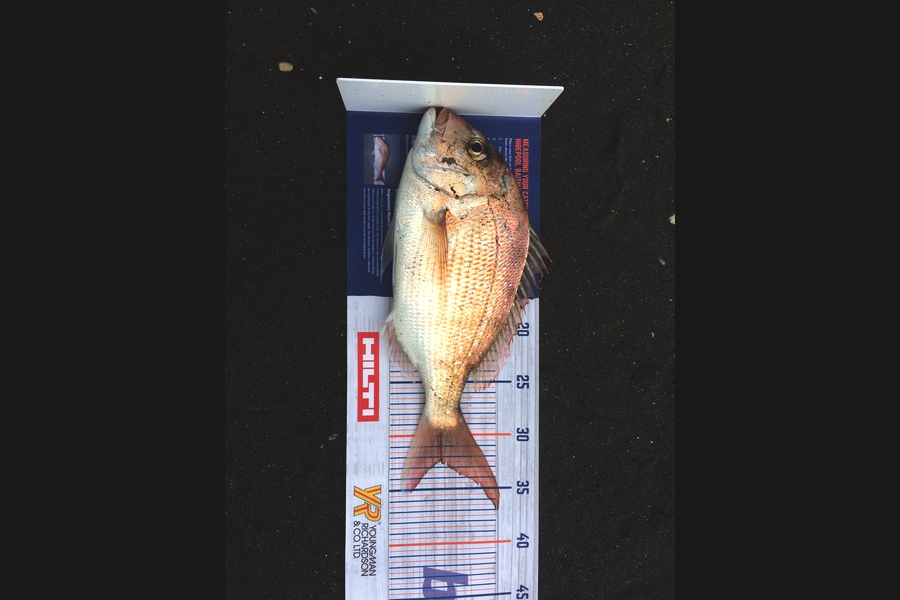 Shane Gollop caught this 32.5cm Snapper at Raglan during The Hirepool Baitmates Fishing Comp