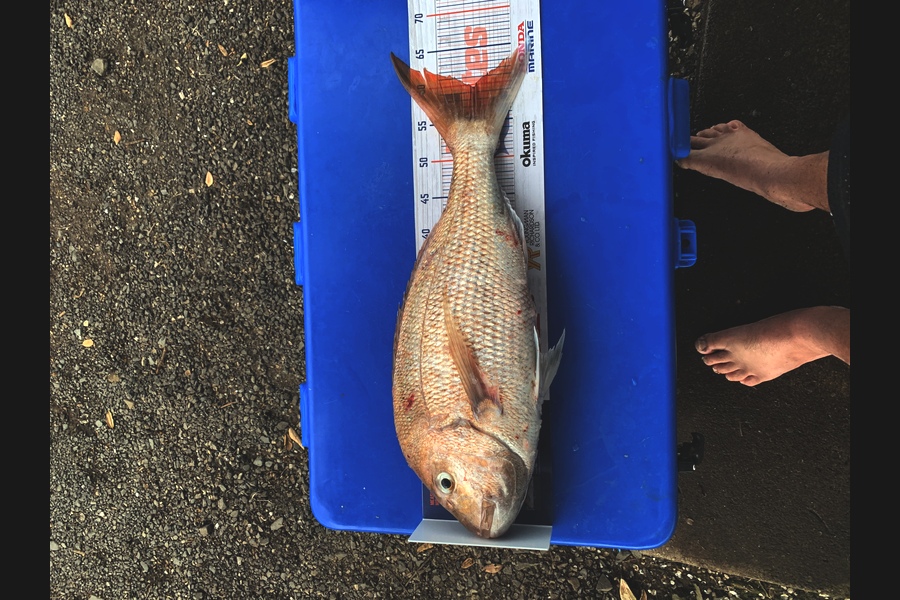 Lathan Wihongi caught this 59.5cm Snapper at Firth mussel farms during The Hirepool Baitmates Fishing Comp