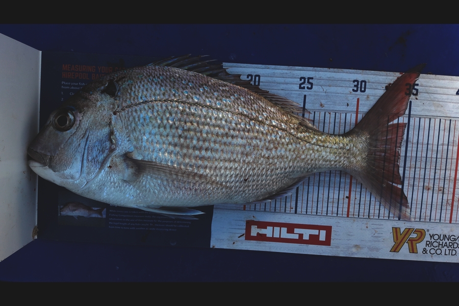 Sue Hawkins caught this 34.5cm Snapper at Delaware Bay during The Hirepool Baitmates Fishing Comp