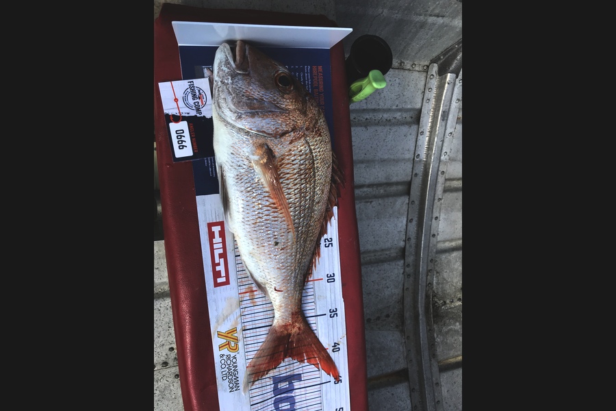 Dylan Leigh caught this 40.0cm Snapper at Kawau during The Hirepool Baitmates Fishing Comp