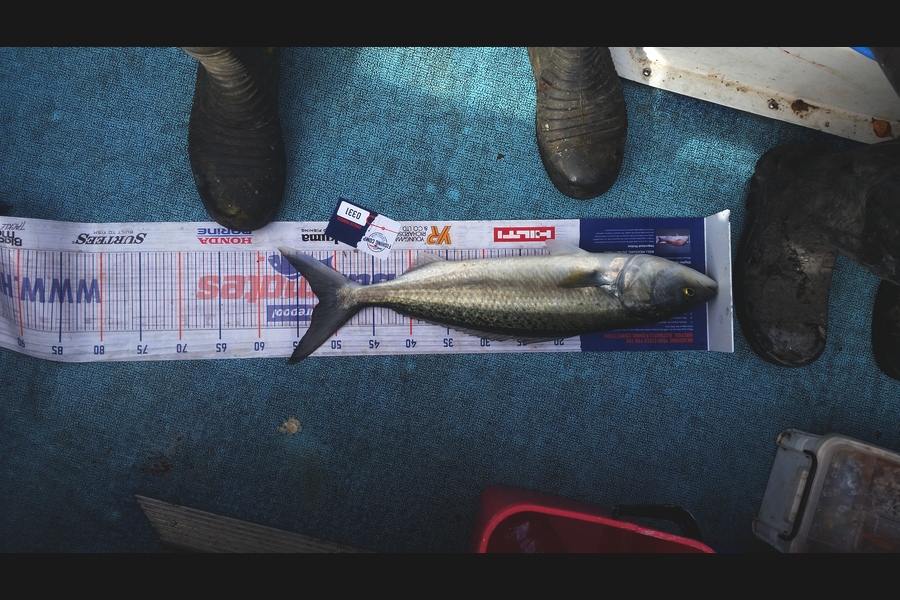 Ben Jones caught this 52.0cm Kahawai at Wellington harbour  during The Hirepool Baitmates Fishing Comp