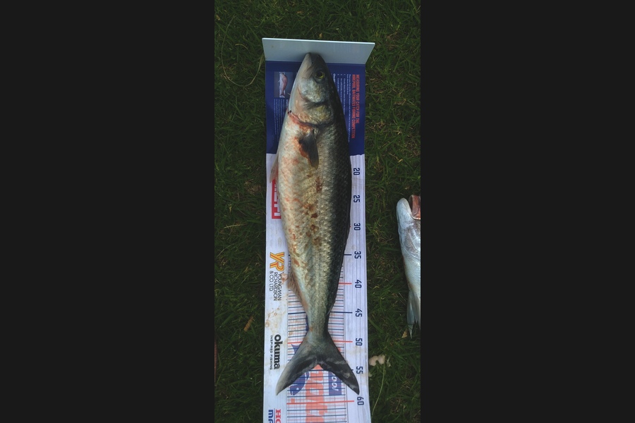 William Askham caught this 54.0cm Kahawai at Firth of Thames during The Hirepool Baitmates Fishing Comp