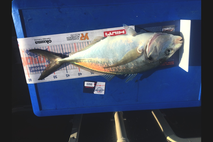 Rob Geddes caught this 50.5cm Trevally at Matarangi  during The Hirepool Baitmates Fishing Comp