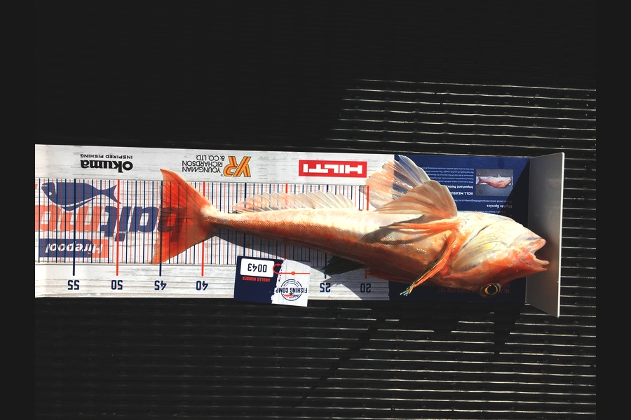 Christian Wirepa caught this 45.0cm Gurnard at Marlbough sounds  during The Hirepool Baitmates Fishing Comp