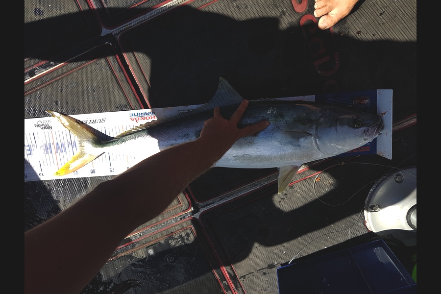 Ben Chissell caught this 83cm Kingfish at Barrier during The Hirepool Baitmates Fishing Comp