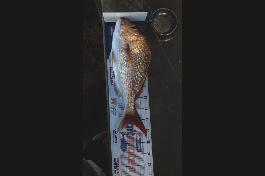 Rene Crouch caught this 46.0cm Snapper at Coromandel  during The Hirepool Baitmates Fishing Comp