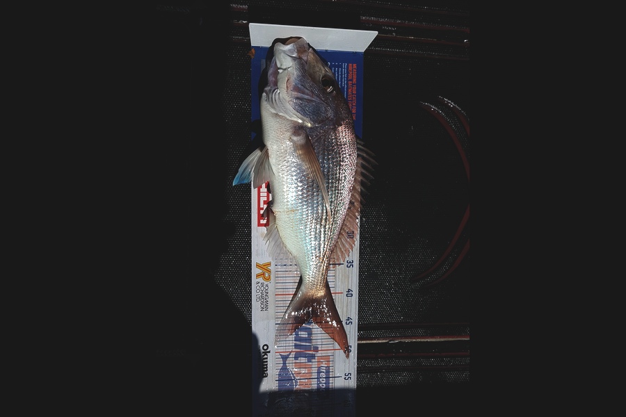 Ben Chissell caught this 44.5cm Snapper at Barrier during The Hirepool Baitmates Fishing Comp