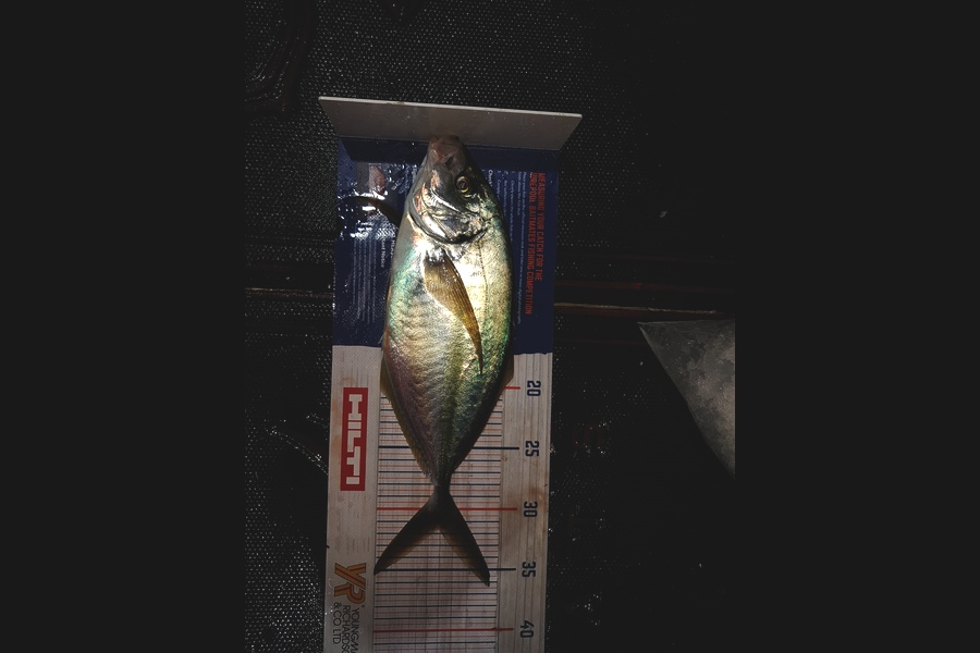 Ben Chissell caught this 31.5cm Trevally at Barrier during The Hirepool Baitmates Fishing Comp