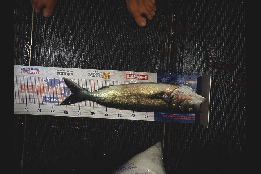 Liam McNamara caught this 47.5cm Kahawai at Barrier during The Hirepool Baitmates Fishing Comp