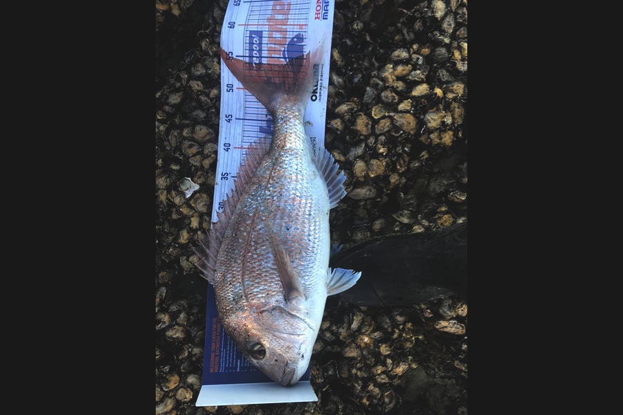 Ben Moran caught this 53.5cm Snapper at Whangarei harbour during The Hirepool Baitmates Fishing Comp