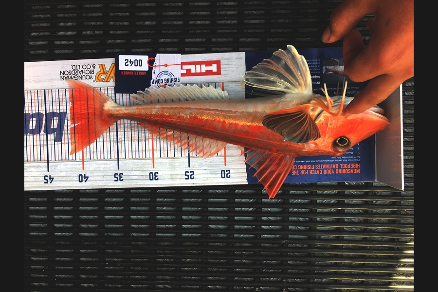 Ricky  WiRepa caught this 41.5cm Gurnard at Marlborough sounds  during The Hirepool Baitmates Fishing Comp