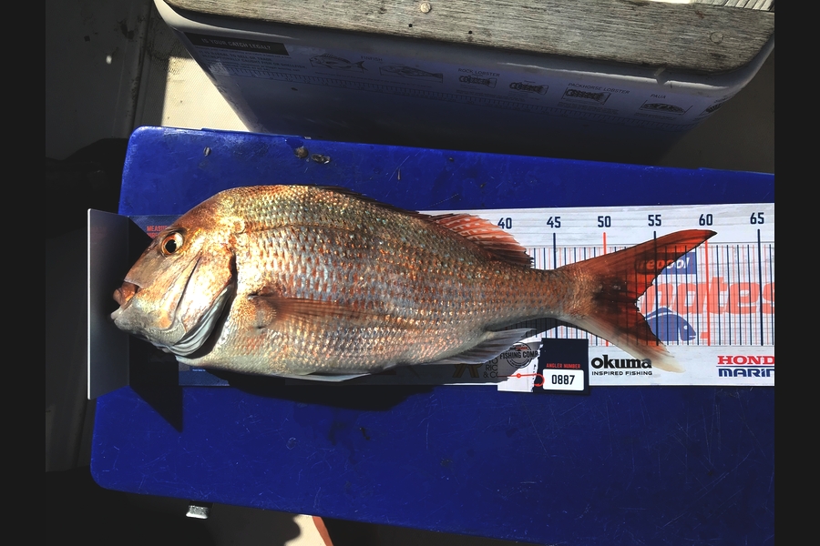 Steve  Varley caught this 52.5cm Snapper at Bream Bay during The Hirepool Baitmates Fishing Comp