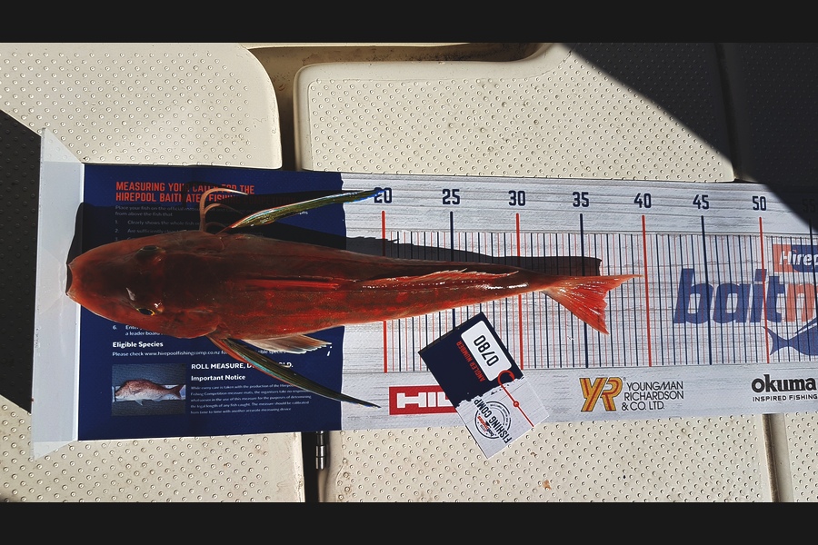 Michelle Lee caught this 36.0cm Gurnard at New Plymouth during The Hirepool Baitmates Fishing Comp
