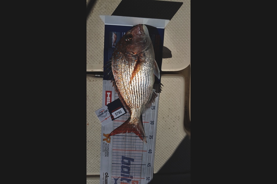 Michelle Lee caught this 33.5cm Snapper at New Plymouth during The Hirepool Baitmates Fishing Comp
