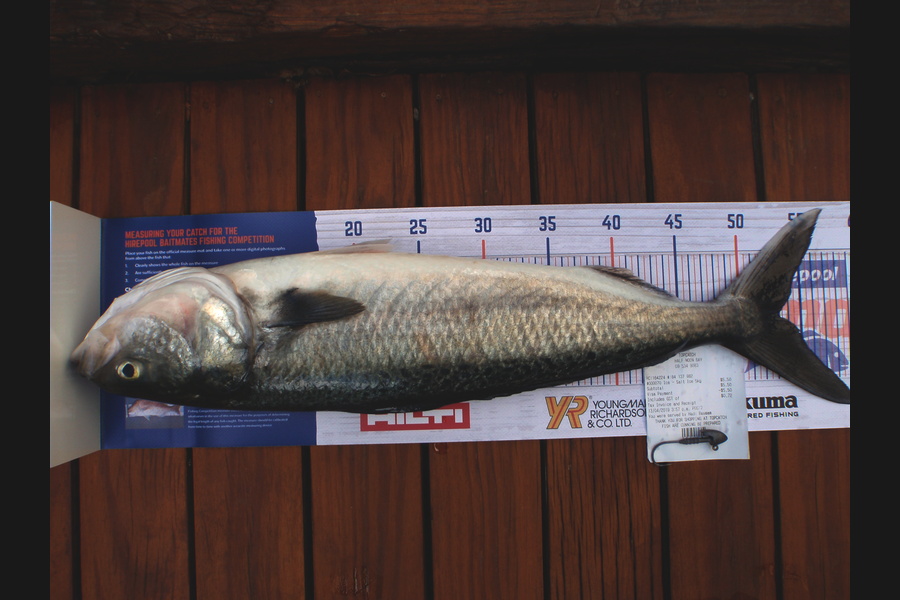 Charles Gray caught this 53.0cm Kahawai at Waiheke during The Hirepool Baitmates Fishing Comp