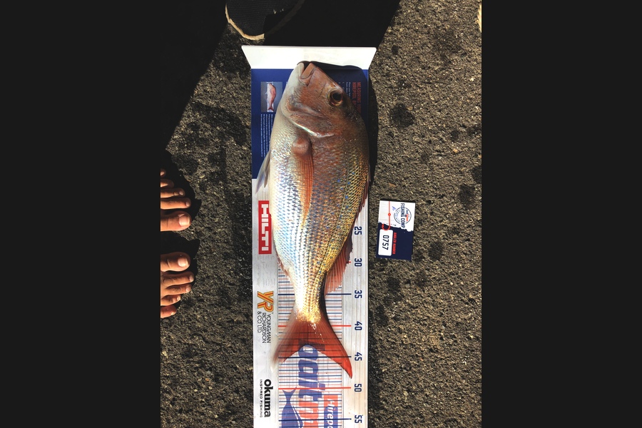 Abigail Berthiaume caught this 43.0cm Snapper at Tauranga  during The Hirepool Baitmates Fishing Comp