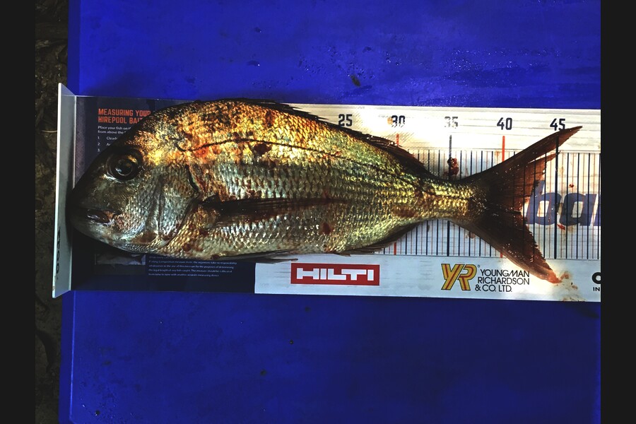 steve taylor caught this 41.5cm Snapper at bay of islands during The Hirepool Baitmates Fishing Comp